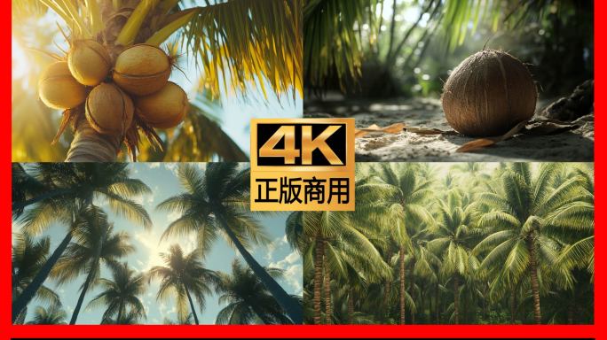 椰子树椰子椰树
