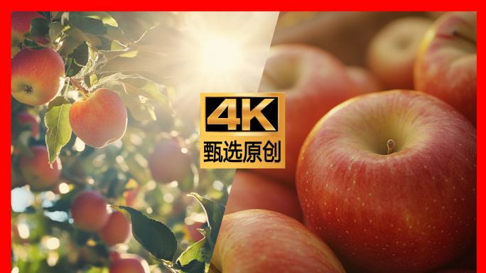 苹果农业水果苹果树果园