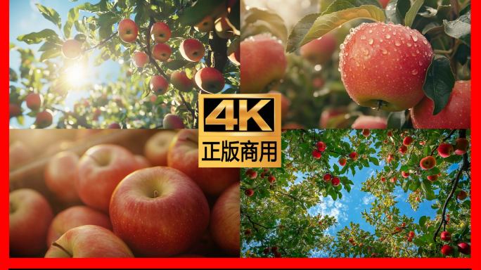 苹果农业水果苹果树果园