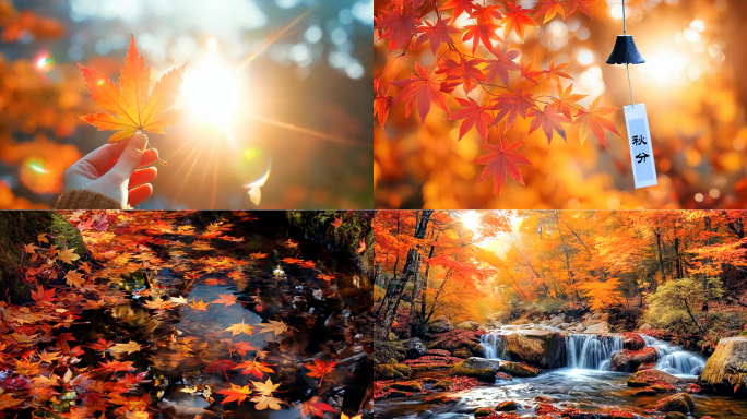 秋分 节气  秋天 秋景 枫叶