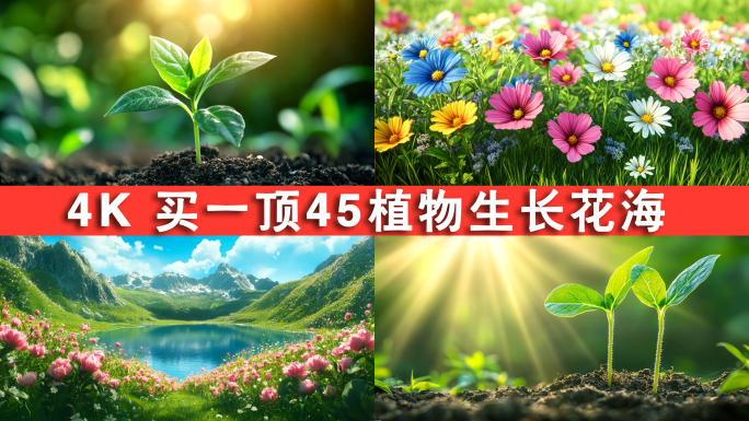 森林生命植物生长 幼苗生长发芽万物生长