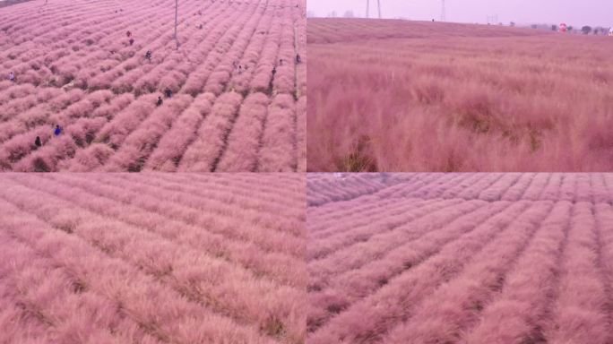 粉黛花海里的游客加空景