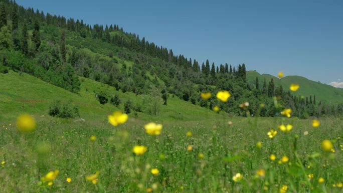 新疆伊犁库尔德宁草原鲜花自然风光