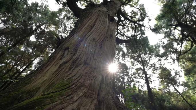 广元剑阁翠云廊蜀道