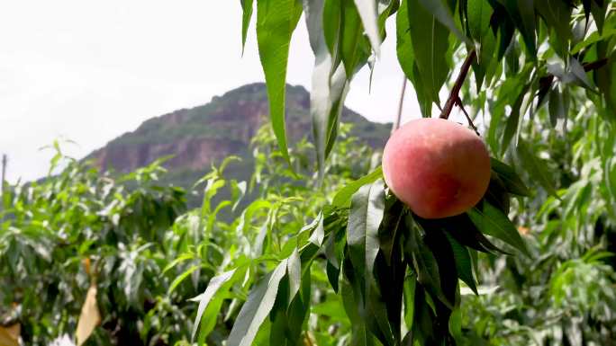 无锡阳山水蜜桃