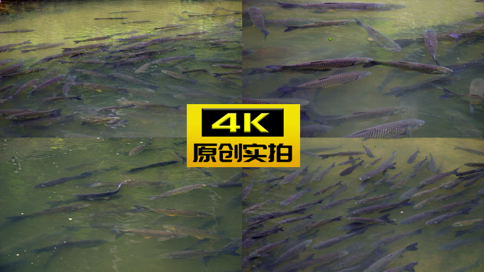 养鱼鱼塘养殖泉水鱼清澈见底