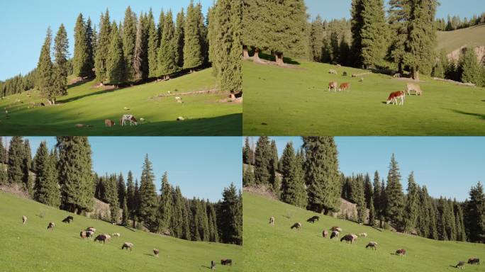 新疆高山草原牛群羊群蓝天