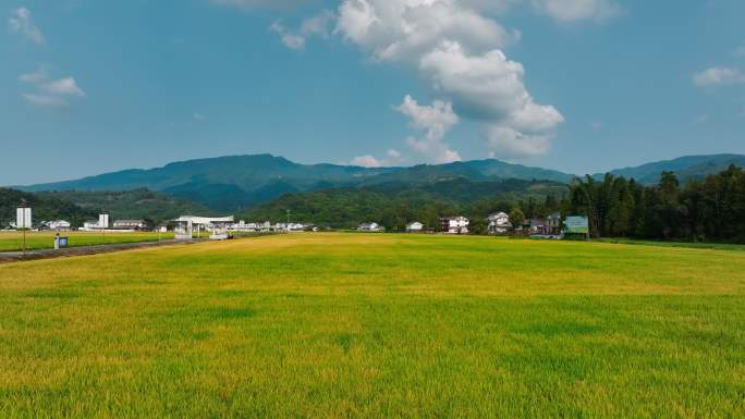 天府粮仓，秋季稻田4k