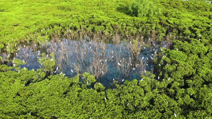 白鹭在红树林 湿地和谐家园