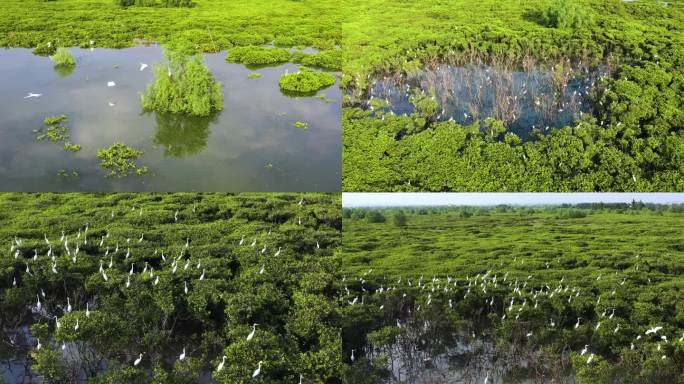 白鹭在红树林 湿地和谐家园