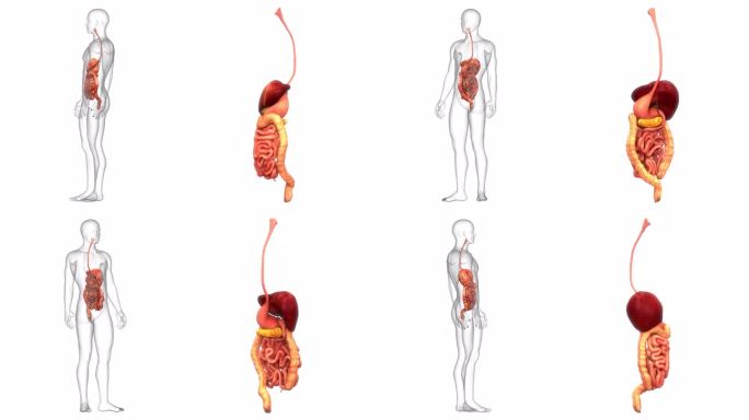 人体消化系统解剖动画概念