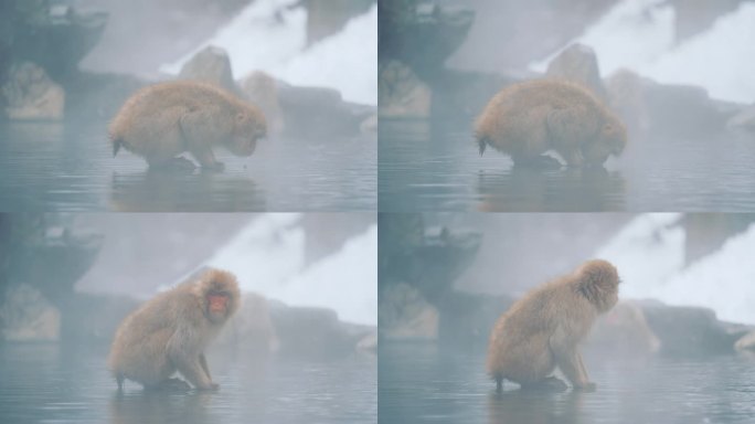 温泉里的日本雪猴