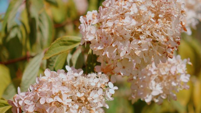 蜜蜂采丁香花蜜