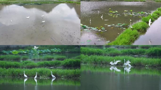 4k荷塘湿地白鹭飞  生态湿地大美自然