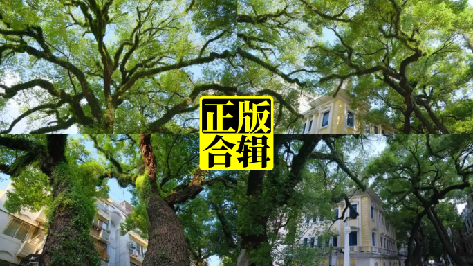 仰拍广州沙面树荫古树香樟树大树