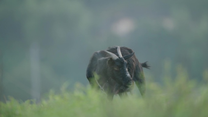 山羊 黑山羊 羊 山羊放养 黑山羊养殖