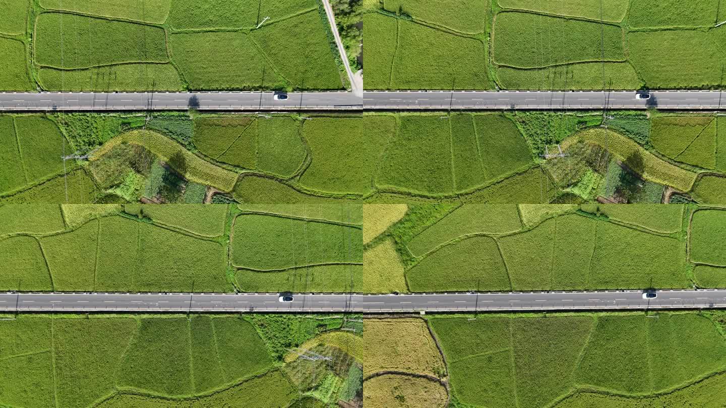 航拍稻田唯美追车