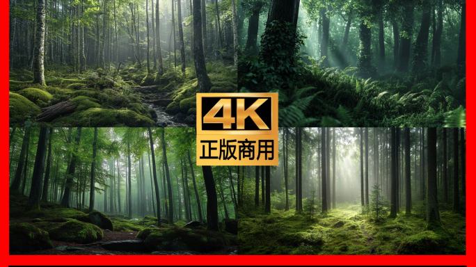 哀牢山原始森林树林大自然