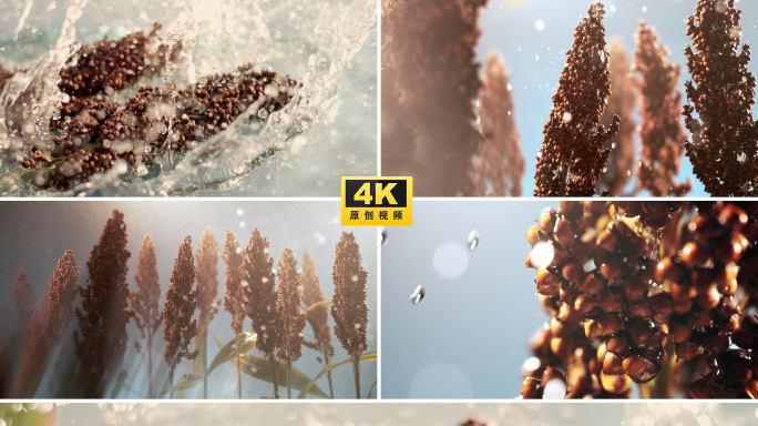 雨滴雨中高粱生长滴水农作物农产品有机食品