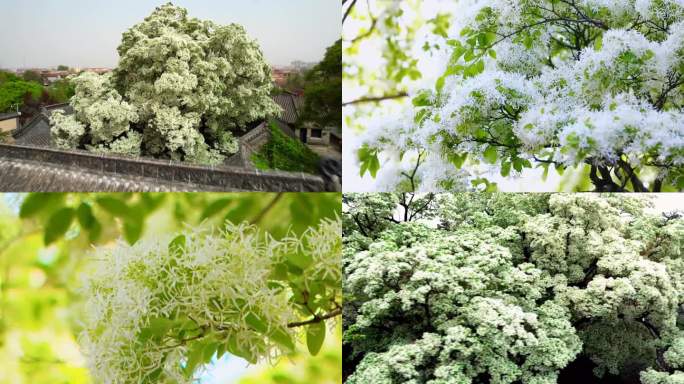 邹城 千年孟府 流苏花开 航拍