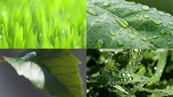 【可商用】大自然雨水滴落到叶子上