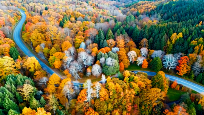 秋分金秋深秋立秋 航拍秋天森林 唯美秋景