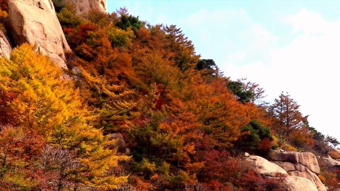 青岛 崂山 秋天 航拍