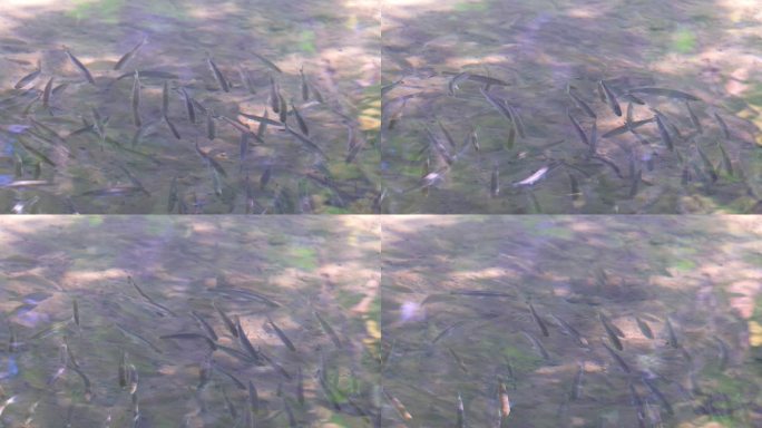 水中游动的鱼群