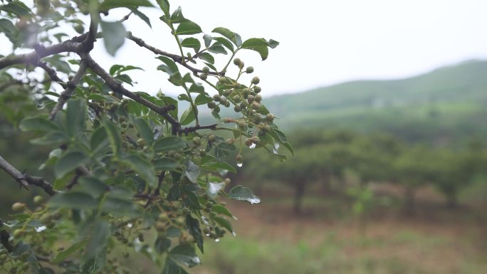 雨后的花椒树