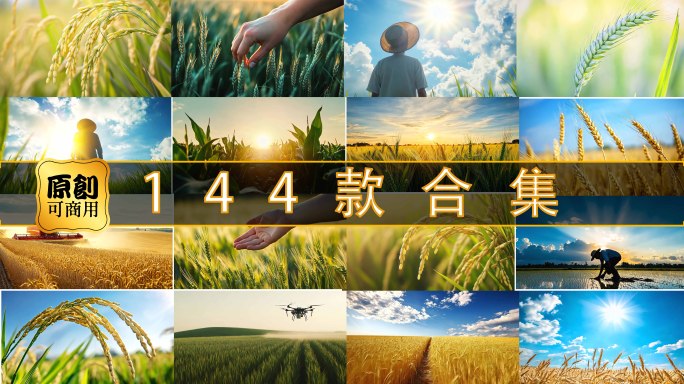 航拍农村田野秋收播种丰收小麦大米稻穗水稻