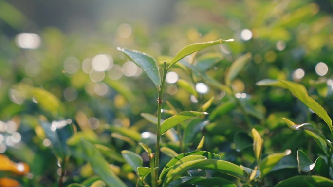 【新素材】雨后茶树茶叶