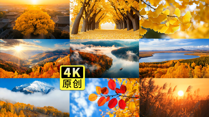 美丽秋天风景秋分霜降秋色银杏枫叶金秋十月