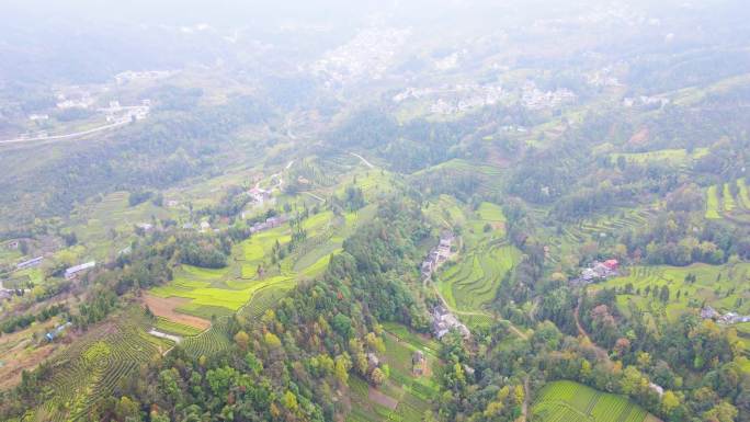 合集美丽乡村乡村振兴茶园茶山茶叶航拍