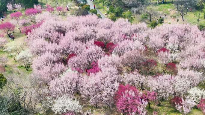 航拍扬州梅花林游客赏花郊游