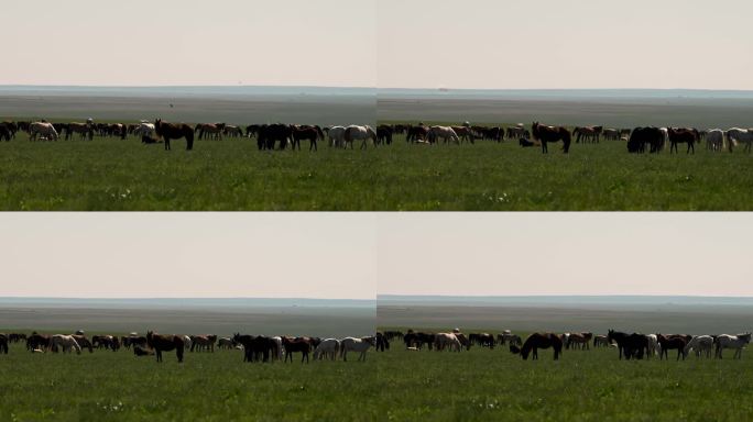 草原上马群  清晨