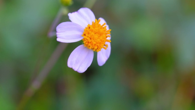 早上新鲜的拜登·皮洛萨花的画面