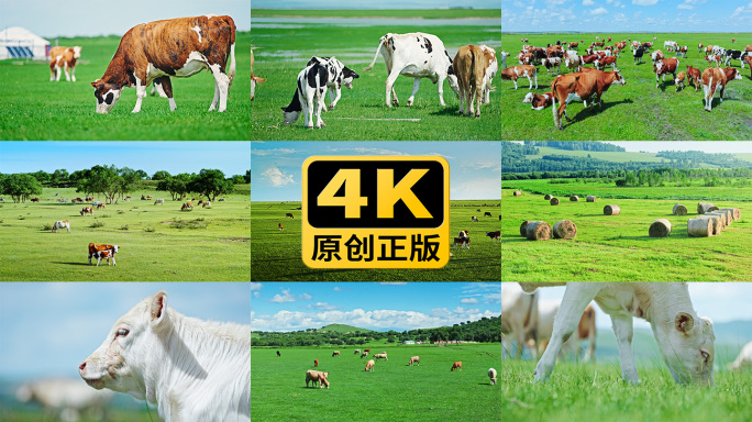 草原天然牧场牛群高质量实拍4K