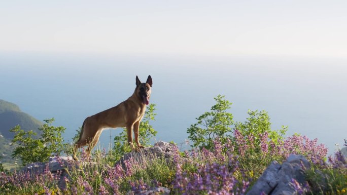 比利时玛利诺犬在山上俯瞰山谷