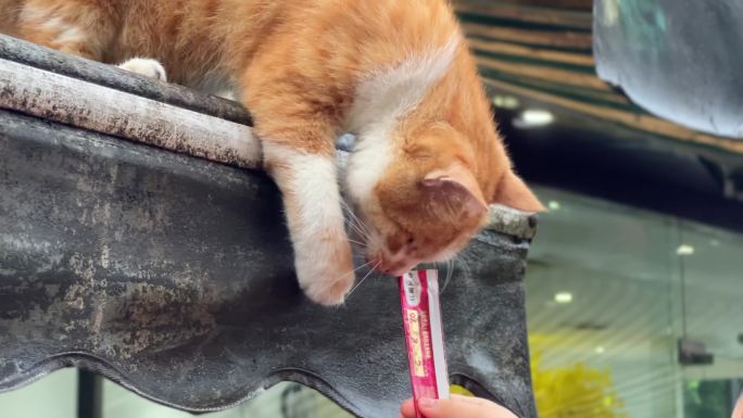 猫 人与动物人与宠物喂食狸花猫小动物宠物