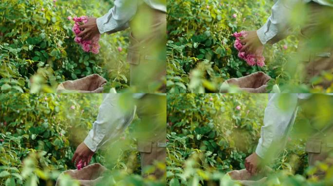 采花的花农