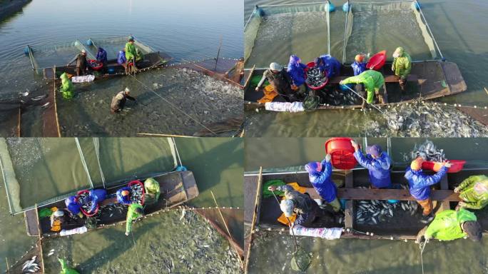 池塘捕鱼地面+航拍实拍素材