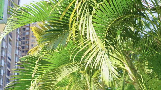 随风飘动的棕榈树慢镜