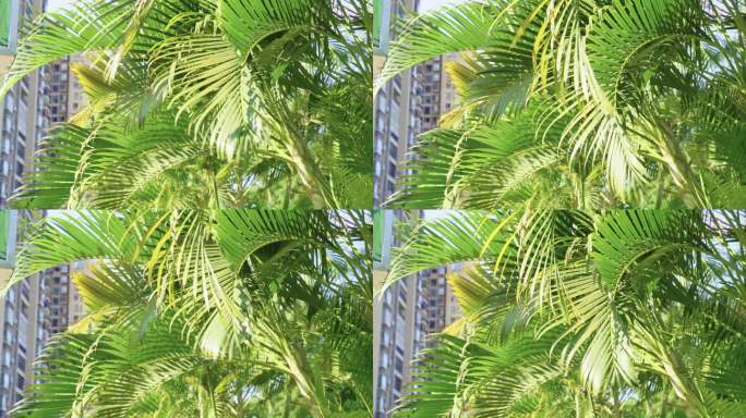 随风飘动的棕榈树慢镜