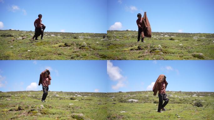 牦牛生态牧场西藏高原牦牛