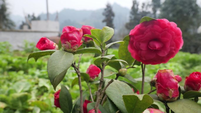 合集山茶花茶花植物花瓣春天花头园艺