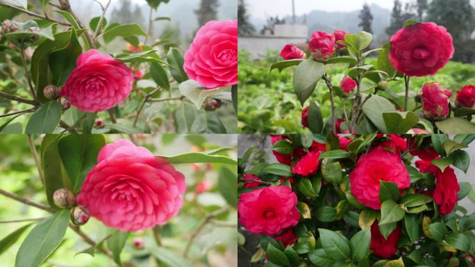 合集山茶花茶花植物花瓣春天花头园艺