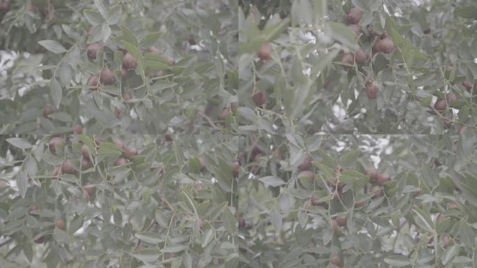 雨后绿色特写树叶果实枣树枣