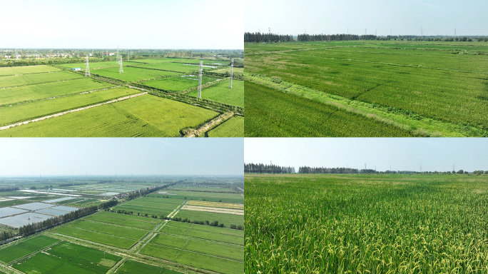 湖北潜江江汉平原绿色稻田航拍