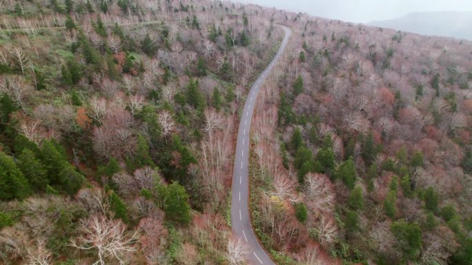 秋初穿过松林的道路。