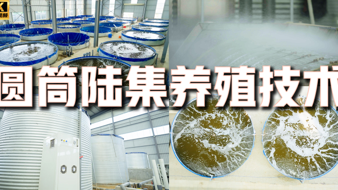 加州鲈养殖  圆筒陆集养殖技术 新型养殖